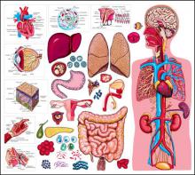 Howe About Science - Exploring the Human Body | Davis Community Television